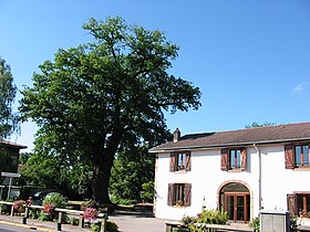 Le vieux chêne et la mairie