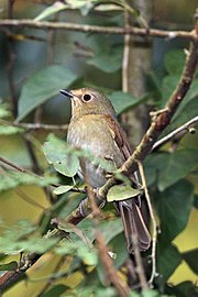 female N.s. sundara, Nepal