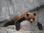 Brown bear, looking at the camera