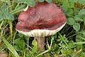 Holubinka tmavopurpurová Russula fuscorubroides