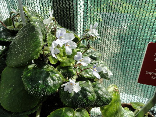 Saintpaulia shumensis - Botanical Garden in Kaisaniemi, Helsinki - DSC03661