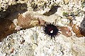 Seeigel und Steinkorallen