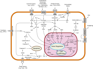 Overview of signal transduction pathways involved in apoptosis, also known as "programmed cell death" Signal transduction pathways.svg