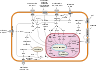 Signal transduction pathways.svg