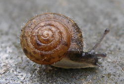 Takkukotilo (Trochulus hispidus)