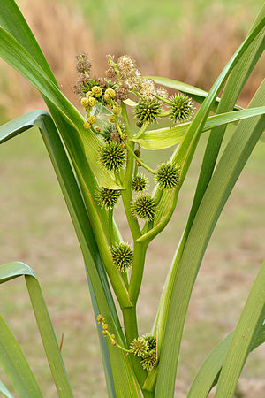 흑삼릉(Sparganium erectum)