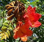 African Tulip Tree (Bell Flambeau, Scarlet Bell tree, Fountain tree, Syringe tree, Squirt tree and sometimes wrongly Flame tree; Rudrapalash in Bengali, Pichkari in Marathi and Hindi, Patade in Telugu and Patadi in Tamil) -- Spathodea campanulata