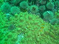 Sponge and Urchins at Steps DSC07401.jpg