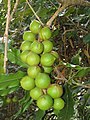 M. integrifoliaの果実