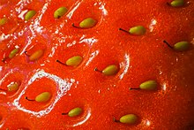 Strawberry, showing achenes attached to surface. Botanically, strawberries are not berries; they are classified as an aggregate accessory fruit. Strawberry surface close up macro.jpg