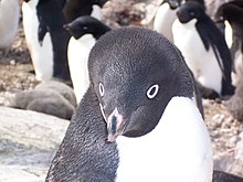 Upřeně hledící tučňák kroužkový.