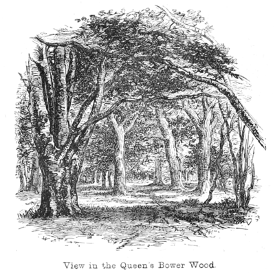 View in the Queen's Bower Wood.