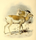 Illustration of a male and a female Mongolian gazelle