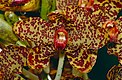 Blüte der Tiger-Orchidee