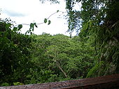 Вид сверху на низменные тропические леса в Falealupo