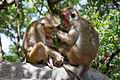 Dvojice makaků bandar s mládětem (Macaca sinica), Srí Lanka