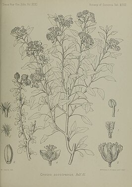 Croton socotranus