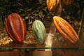 Tres variedades de cacao.jpg