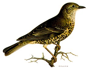 Turdus viscivorus (19e eeuw), Wilhelm von Wright