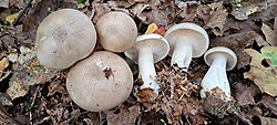 Udulehtrik Clitocybe nebularis Foto: Sven Pruul