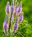 Veronica longifolia