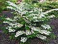 Viburnum plicatum