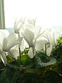 cultivated cyclamens