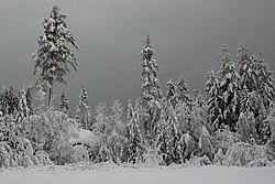 Winter forest silver.jpg