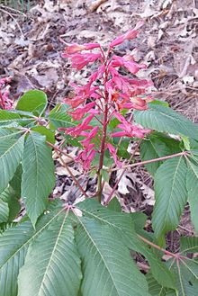 Young Aesculus pavia (Red Buckeye) in bloom.jpg