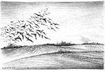 „Zugvögel“, Kugelschreiber, 1991