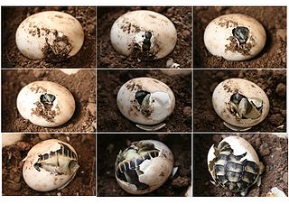 Herman's Tortoise Eggs
