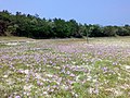 2008年6月1日 (日) 11:57時点における版のサムネイル