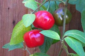 Capsicum pubescens