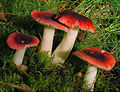 2004-09-06 Russula atrorubens 29919 mod.jpg