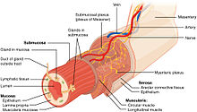 Layers of the Alimentary Canal. The wall of the alimentary canal has four basic tissue layers: the mucosa, submucosa, muscularis, and serosa. 2402 Layers of the Gastrointestinal Tract.jpg