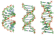 Side view of A-, B-, and Z-DNA.