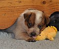 Image 37Australian Cattle Dog puppy (from Puppy)