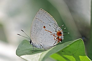 Anderson's hairstreak Iaspis andersoni, Panama