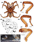 Miniatura para Aptostichus cahuilla