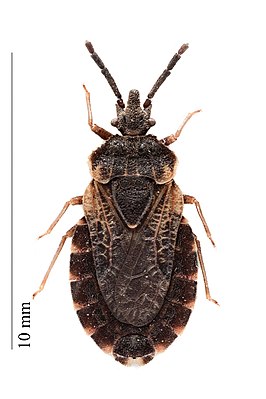 Aradus corticalis