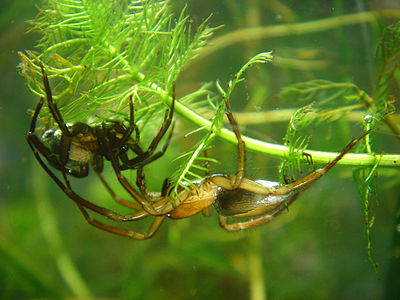 L'Argyronète (Argyroneta aquatica), une araignée ichtyophage.