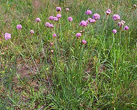 A. maritima ssp. elongata