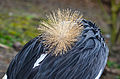 Couronne et plumage de grue couronnée