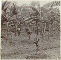 Bananenplanten, mogelijk Johanna-Catharina, met links een arbeider tussen de planten. Rond 1910 vond Theodoor Brouwers, die deze foto maakte, werk op plantage Accaribo en in 1929 werd hij er eigenaar. De familie Brouwers woonde op Accaribo van 1911 tot 1932.