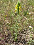 Miniatura para Bartsia trixago