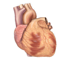 Conduction of the heart. Changes in this pattern can result from injury to the cardiac muscle and lead to non-conducted beats and ultimately cardiac arrest. Basic representation of cardiac conduction.gif