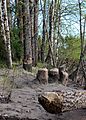 Gốc cây bị hải ly gặm nhấm ven sông Sanginjoki thuộc quận Sanginsuu ở Oulu, Phần Lan