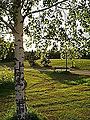 Sandbirke (Betula pendula)