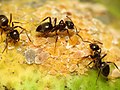صورة مصغرة لـ نمل الحدائق الأسود