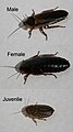 Blaptica-Dubia-cockroaches-x3-male-female-juvenile.jpg